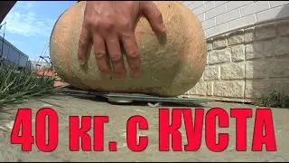 КАК ВЫРАСТИТЬ ОГРОМНУЮ ТЫКВУ