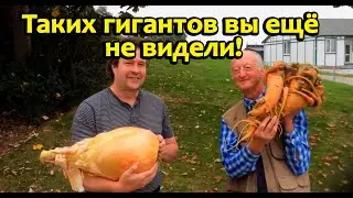Овощи мутанты?Самые большие овощи в мире!
