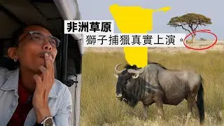 《納米比亞·非洲自駕 ep4》真實獅子捕獵秀！狩獵比你想像中難100倍！