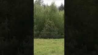 СНЕГ В МАЕ #elenaruserbia #релокация #деревня #россия #shorts #vlog #жизньвдеревне #снегвесной