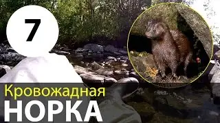 Bloodthirsty mink | By Imandra on a kayak | Kayaking Adventures