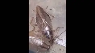 German Cockroaches can't get enough of Doxem Precise Bait!