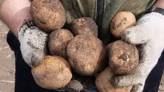 подвальные мини клубни  результат