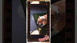 English Bulldog Chunk’s Week Recap #dog #cute #shorts #happy #pets