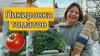Как правильно пикировать томаты, все тонкости и нюансы | Когда и как нужно пикировать рассаду