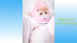 Funny And Cute