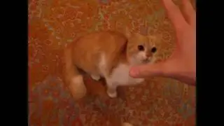 Резкие и смешные коты 2017