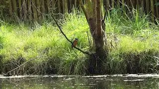 2024 09 22 IJsvogeltje in ruste. Kingfisher at rest