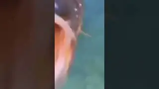 Vicious Fish