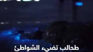 sex movie
