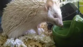little hedgehog