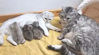 Dad cat meets his kittens and immediately prepares an escape plan 😁