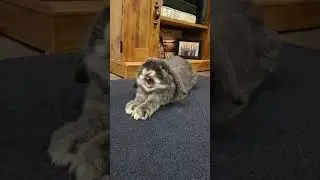 Laughing Bunny! 