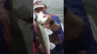 ПОСТАВКИ НА СУДАКА (ПОСТАВУШКИ)  #рыбалка #судак  #fishing