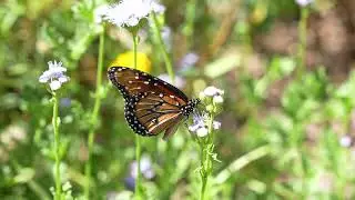 Monarch, Phoenix Botanical