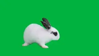 WITHE RABBIT WALKING GREEN SCREEN - CONEJO BLANCO REAL ANDANDO PANTALLA VERDE CROMA ROYALTY FREE