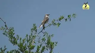 calandria grande