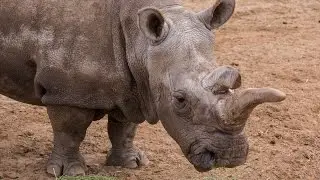 Critically Endangered Northern White Rhino Returns to Field
