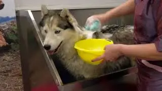Husky - care, maintenance, grooming. User's guide.