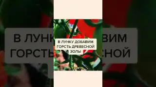 Хитрости с томатами🍅 #рекомендации #дача #советы #огород #сад #помидоры #рассада #shorts #урожай