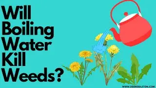 Will Boiling Water Kill Weeds?