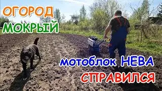 I'm milling a wet vegetable garden with a Neva walk-behind tractor.