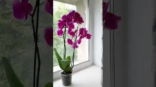 НОВАЯ ОРХИДЕЯ🌸/ СПАСИБО ЛЮБИМОМУ ЗА ПОДАРОК💞/ МОЯ КРАСОТКА