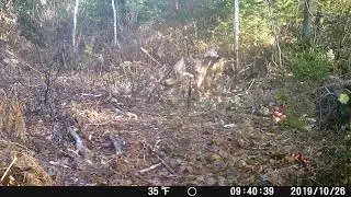 Early season bucks
