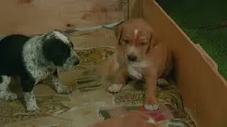 первые шаги, первая борьба: primeros pasos, primera lucha: first steps, first struggle