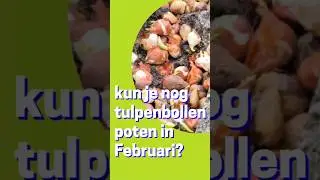 Tulpen poten in februari, kan dat of niet ?