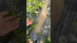 #клери
