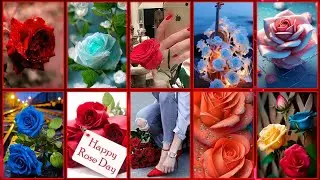 Beautiful dpz😍 - Rose dp for whatsapp profile 💕 Cute dp💖