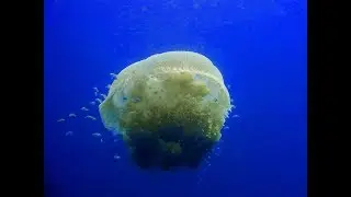 Подводные обитатели Сиамского залива.