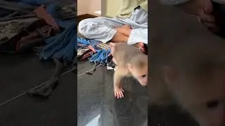 Baby cute Dori get milkshake #monkey #baby #shortvideo #cute #love #babymonkey