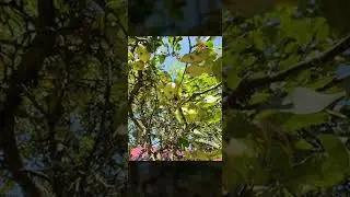 🐝🌳🕷