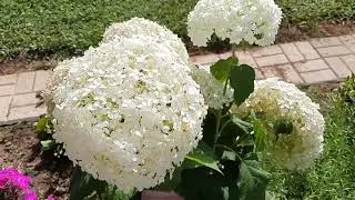 Прогулка по утреннему саду.Деревня.7 августа.