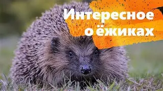 Интересное о ёжиках.