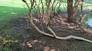 Golf Course After Grazing | Clean Stream Edges & Restored Visibility ( Enclosure # 7)
