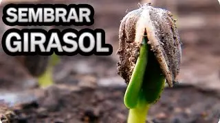 How to Grow Sunflowers - Planting Sunflower Seeds || Toni's Little Garden