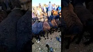Кузи кучкорлар! 1млн 600 дан бозорда!