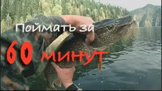Шесть ЩУК ...Поймать за 60 минут ...лучшая вертушка