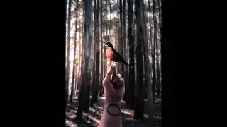 MONTAJE SURREALISMO PHOTOSHOP - PAJARO / MONTAGE SURREALISM PHOTOSHOP - BIRD