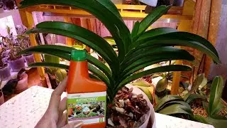 Orchid Vanda - 2 | Planting in a Self-Watering Pot | V. Robert Deligcht Black