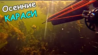 Осень карасей - Гарпун Выпуск #47