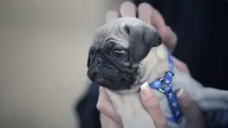Little Pug Plays With the Big Dogs | The Daily Puppy