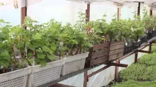 Тридцать восьмой день после посадки чубуков (черенков)