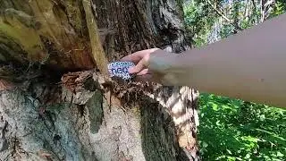Kindness Rock Hiding Walk at Hasse Lake