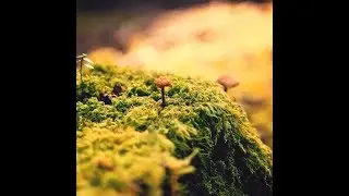Fildesh - Falma Sera