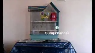 Parakeet knocks parakeet off swing!