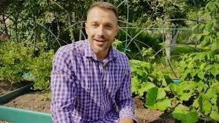 Как убрать вытоптанные места на газоне? Инструкция к применению.